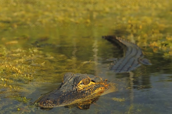 Young american alligator (Alligator mississippiensis), American alligator, Everglades, Florida,