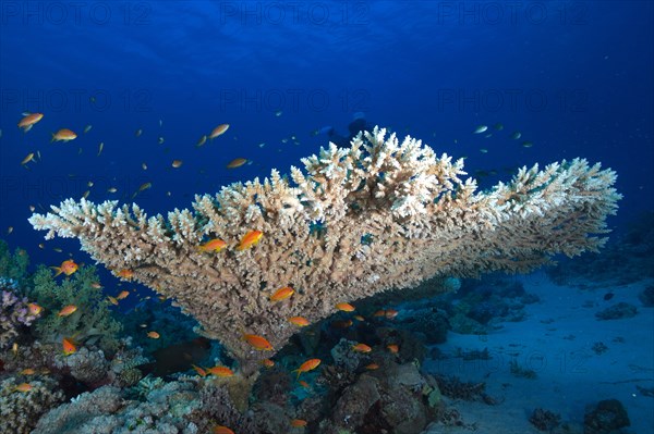 Pharaoh's antler coral (Acropora pharaonis) and shoal, group of sea goldie (Pseudanthias