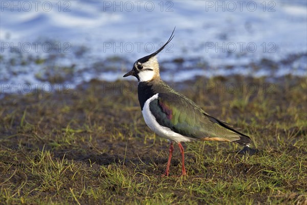 Northern Lapwing (Vanellus vanellus) foraging on lake shore, Germany, Europe