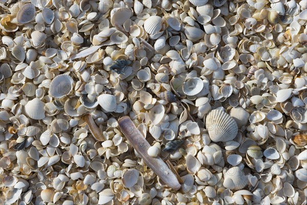 Shells, Palmestranden, Palm Beach, Frederikshavn, North Jutland, North Jutland, Kattegat, Denmark,