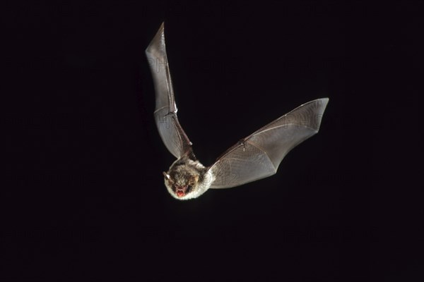 Daubenton's bat (Myotis daubentonii) in flight at night, Belgium, Europe