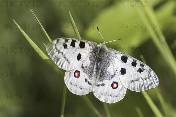 Mountain Apollo (Parnassius apollo) butterfly perched on grass stalk, native to alpine meadows and