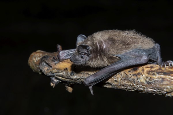 Greater evening bat (Nyctalus Abendsegler) juvenile on a branch, Brandenburg, Germany, Europe