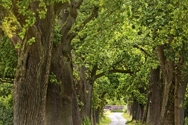 Avenue with old oaks in the Sababurg Zoo, Hofgeismar, Reinhardswald, Hesse, Germany, Europe