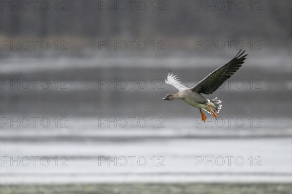Bean goose (Anser fabalis), landing, Emsland, Lower Saxony, Germany, Europe