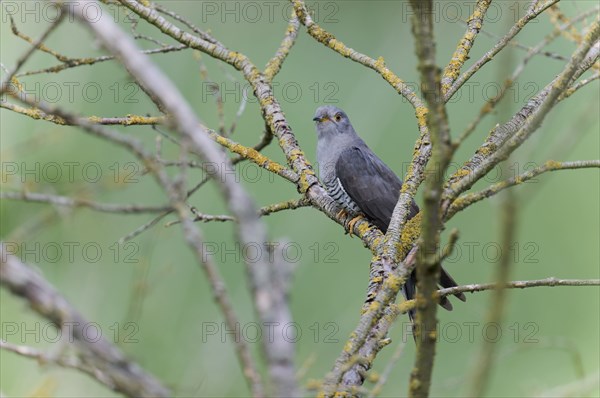 Common cuckoo (Cuculus canorus) male, Lower Saxony, Germany, Europe