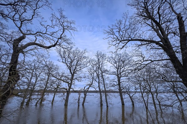 Flood, flood protection, flooding, dike protection, dike on the Elbe, flooding, sunrise, biotope,