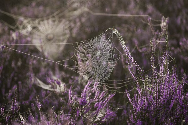 Broom common heather (Calluna vulgaris) in bloom, spider webs, Lüneburg Heath, Lower Saxony,