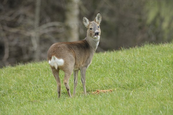 European roe deer (Capreolus capreolus) in winter coat and eye injury secured in the meadow,