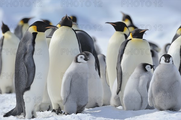 Emperor penguins, Aptenodytes forsteri, Penguin Colony with Adults and Chicks, Snow Hill Island,