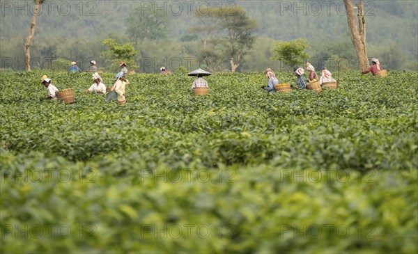 Bokakhat, India. 20 April 2024. Women tea pluckers plucking tea leaves at a tea estate, in