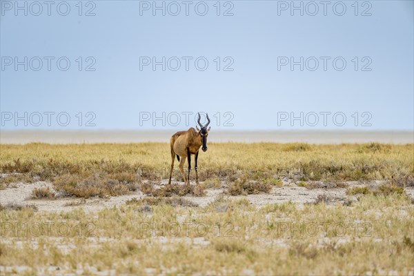 Lone sassaby (Damaliscus lunatus) in dry savannah at the Etosha salt pan, Etosha National Park,