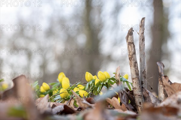Yellow winter aconites in front of an old tree stump in the forest with focus on the flowers in the