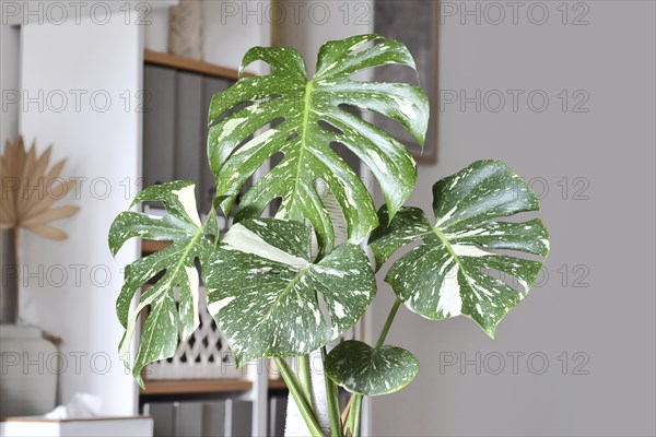 Close up of Tropical 'Monstera Deliciosa Thai Constellation' houseplant with beautiful white