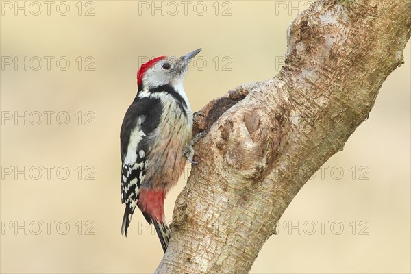 Middle Spotted Woodpecker (Dendrocopos medius) sitting on a branch, Animals, Birds, Woodpeckers,