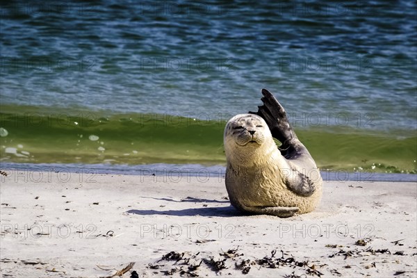 Harbor seal (Phoca vitulina)