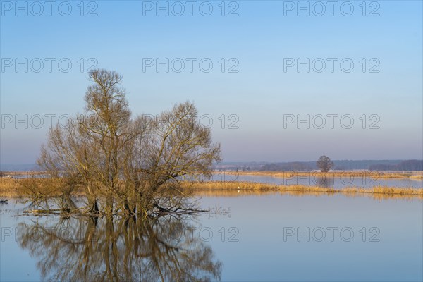 Winter floods, trees and flooded meadows in the floodplains along the river Oder, GroÃŸ Neuendorf,