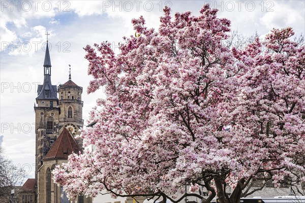 Magnolia blossom in Stuttgart, blooming magnolias (Magnolia) in front of the two towers of the