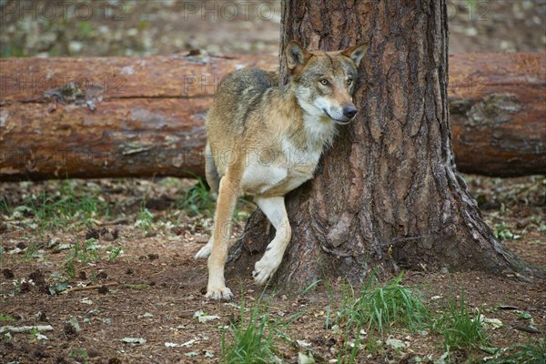 European gray wolf (Canis lupus), scratching on tree in forest, Germany, Europe