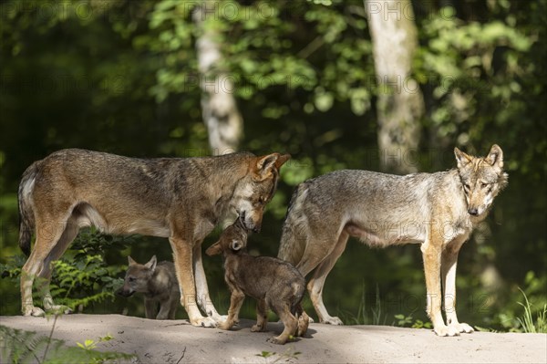 European wolf alpha gray wolves (Canis lupus) with pups, Germany, Europe