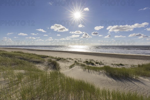Beach and European marram grass (Ammophila arenaria), beachgrass in the dunes on Texel, West