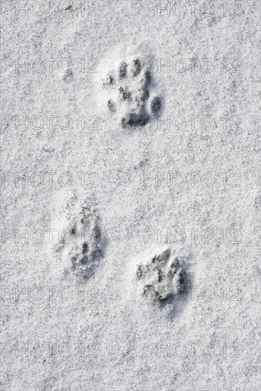 Close-up of footprints showing paw pads from European polecat (Mustela putorius) in the snow in