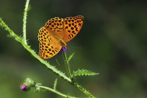 Silver-washed fritillary (Argynnis paphia), male, on flower of creeping thistle (Cirsium arvense),