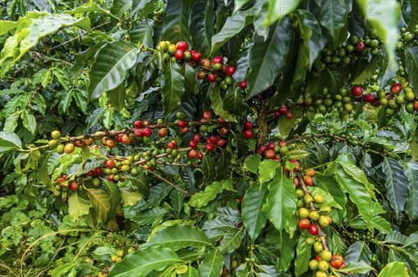 Coffee bushes and beans, Coffee farm Hacienda Venecia, Zona Cafetera, Colombia, South America