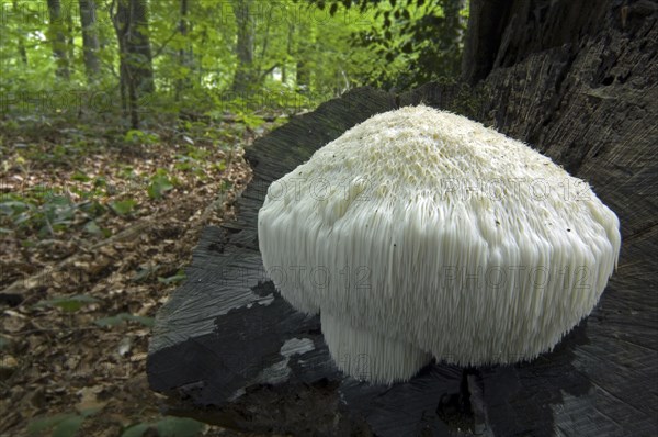 Lion's mane mushroom, bearded tooth (Hericium erinaceum) (Hericium erinaceus) (Clavaria erinaceus)