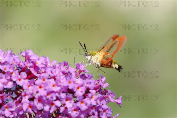 Bumblebee hawk moth (Hemaris fuciformes), in flight the bumblebee hawk moth sucks nectar on summer