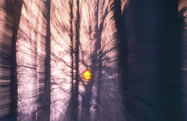 Deciduous forest in winter abstract, copper beeches (Fagus sylvatica) in December, red sun shortly