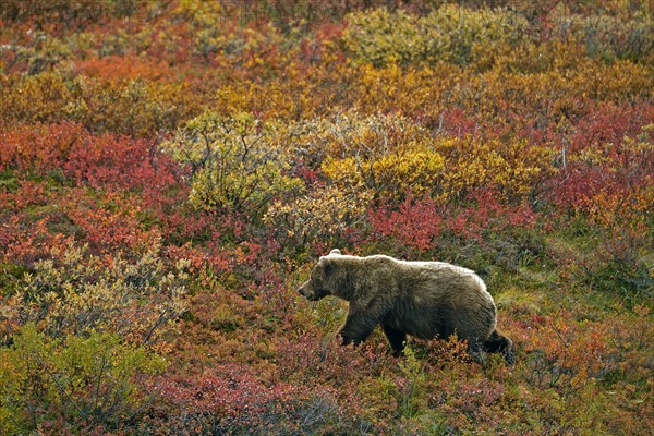 Grizzly bear (Ursus arctos horribilis) striding across the autumn-coloured tundra with a view of