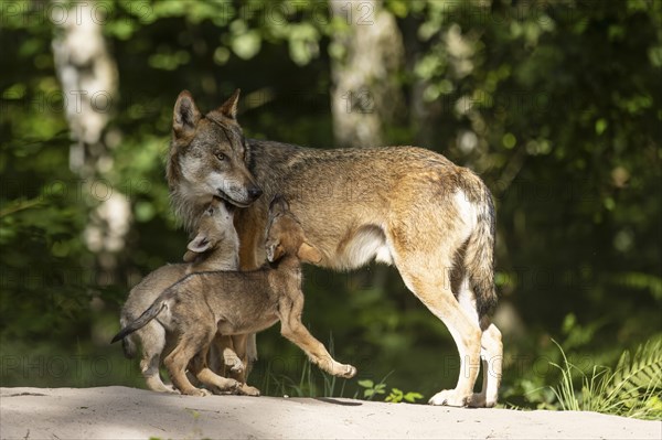 European gray wolf (Canis lupus) alpha wolf with pups, Germany, Europe