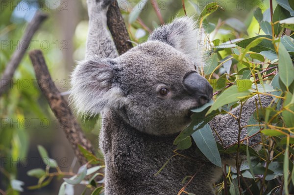 Koala (Phascolarctos cinereus), Lone Pine sanctuary, Brisbane, Queensland, Australia, Oceania
