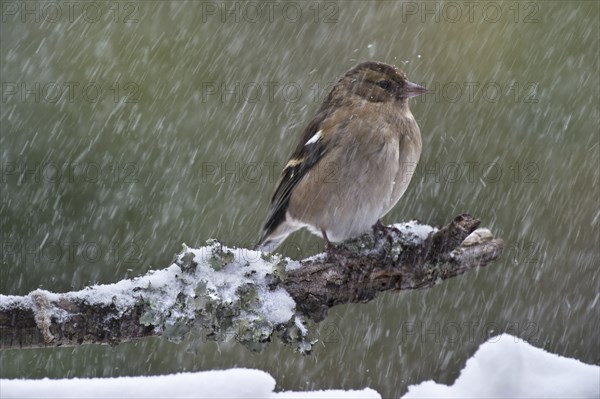 Common chaffinch (Fringilla coelebs) female with fluffed out feathers perched on branch during snow