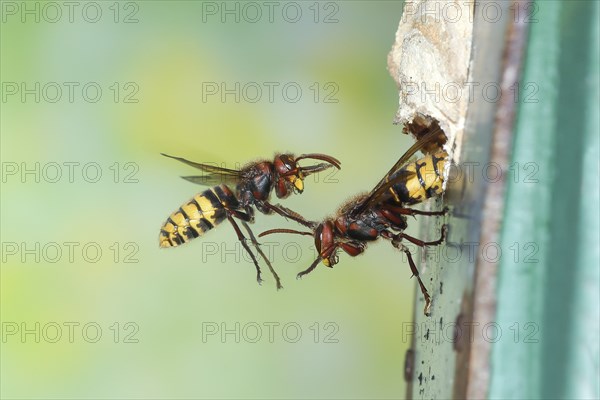 European hornets (Vespa crabro) approaching the nest in a bird nest box, in flight, highspeed