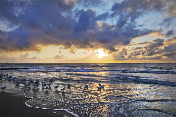 Outgoing tidal fringe in the mudflat landscape with setting sun and seagulls, Norderney Island,