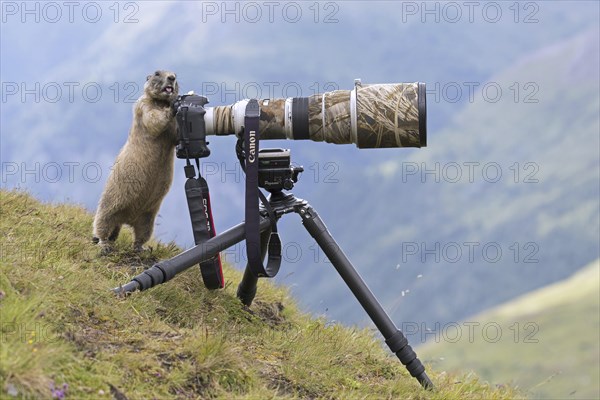 Curious Alpine marmot (Marmota marmota) behind wildlife photographer's Canon camera with large