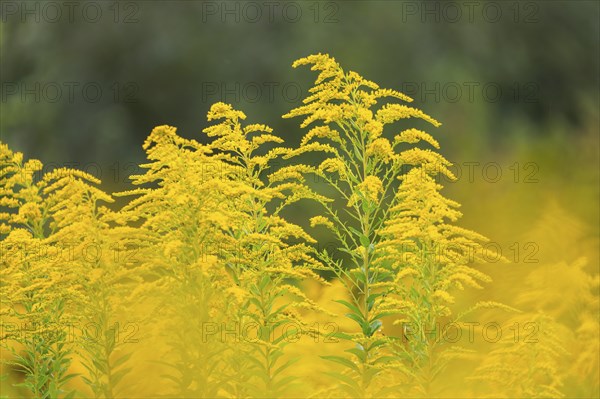 Canada goldenrod (Solidago canadensis), composite plants (Asteraceae), Rulfingen, Mengen, Upper