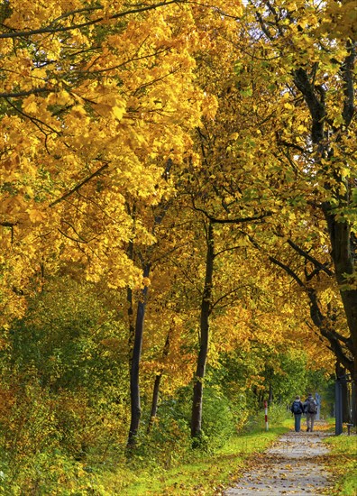 Autumn time, federal road B 96 to Schildow, Berlin, Germany, Europe