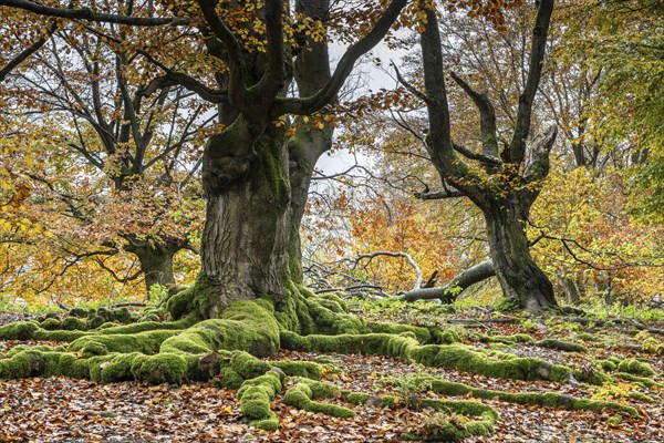 Old copper beeches (Fagus sylvatica) in the Hutewald Halloh, Hesse, Lower Saxony