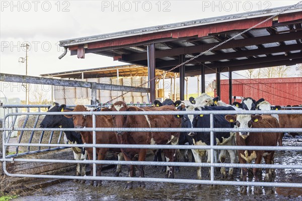 Cattle behind a gate at a farm, Sweden, Europe