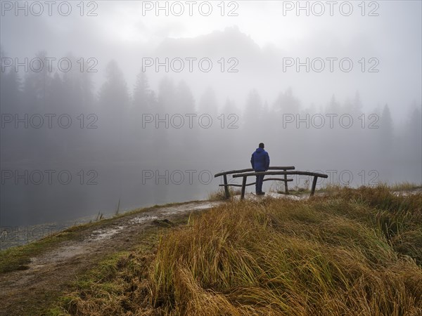 Man looking at Lago d'Antorno, trees in the fog, Three Peaks nature park Park, Dolomites, South