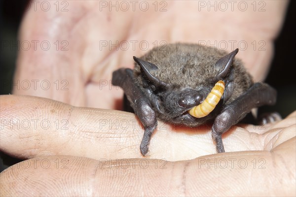Common nightjar (Nyctalus Abendsegler) juvenile being fed with a mealworm, Brandenburg, Germany,