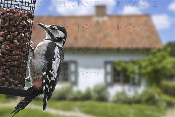Great spotted woodpecker (Dendrocopos major) juvenile male eating peanuts from bird feeder,