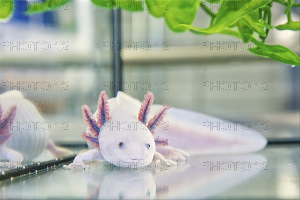 Leucistic axolotl in the CRTD Dresden