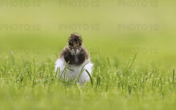 Northern Lapwing (Vanellus vanellus) chick in meadow