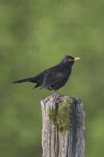 Eurasian blackbird (Turdus merula), common blackbird male perched on weathered wooden fence pole