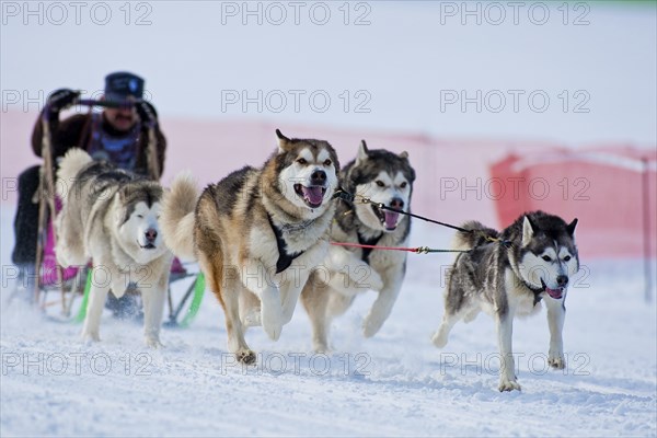 Sled dog race in Nassau Erzgeb