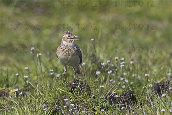 Eurasian skylark (Alauda arvensis) calling, singing in field, meadow in spring
